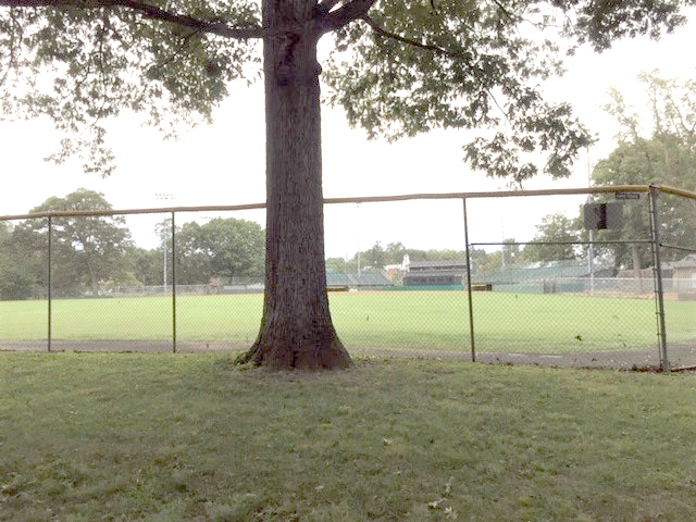 Tree and Fence at Fireman's Field
